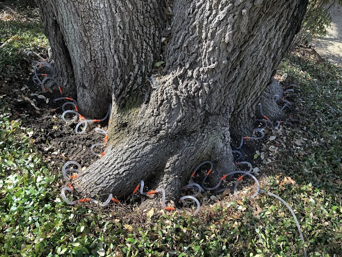 Detailed Tree Cabling and Bracing job site in Elwood
